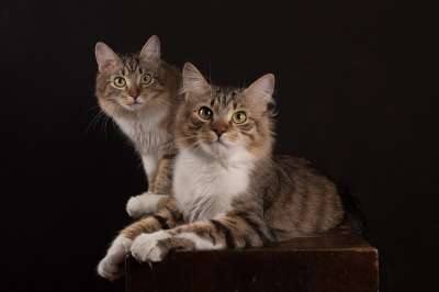 猫 猫科动物 胡须 宠物 工作室 动物 肖像
