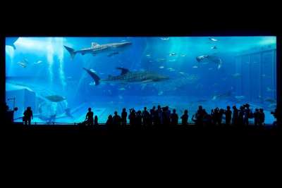 水族馆 鲨鱼 冲绳 日本 鱼缸 动物 海洋生物 自然 人们