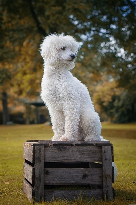 狗 贵宾犬 白色的 狗品种 Frugtkasse 落下