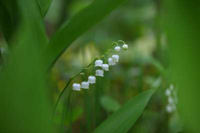 叶子 大自然 植物 领先 无价的珍珠 山谷里的百合 银钟 春天