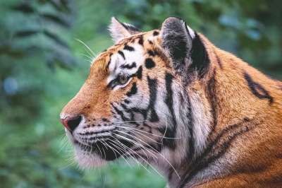老虎 动物 野生动物 捕食者 哺乳动物 大猫 野猫 危险的 荒野