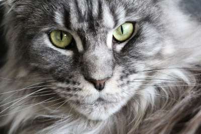 猫 缅因浣熊 缅因猫 猫脸 主要摆放好 Mainecoon 家猫猫眼