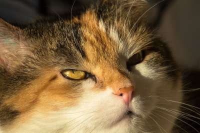 猫 猫眼 看看 好奇的 抬头 联系人 关系 看法 脸 猫脸