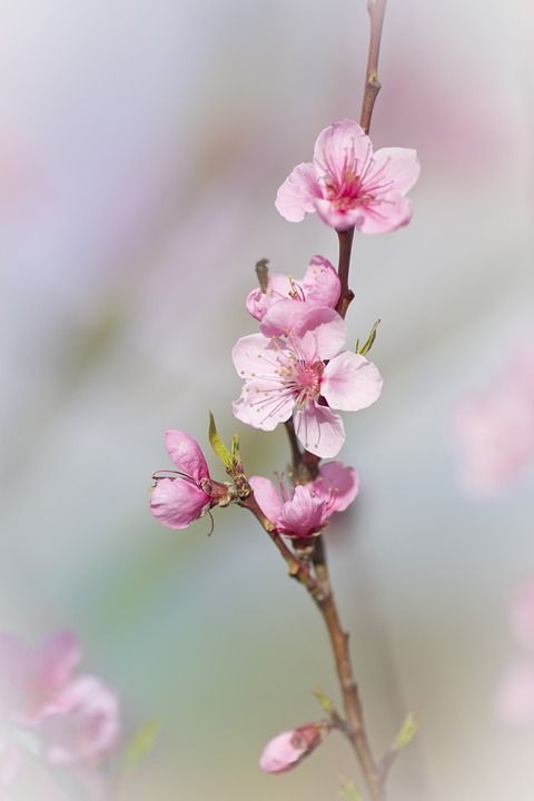 粉红色的花 春天 自然 开花 李子树 花 春天的花朵 粉红色的花朵