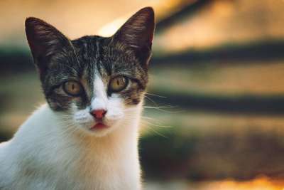 猫咪 老虎 动物 猫 哺乳动物 动物医院 肉食的 食肉动物 肖像