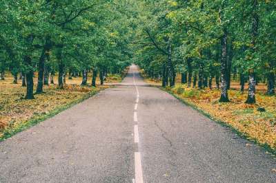 路 森林 秋天 景观 希腊 Foloi 半人马座 自然 小路