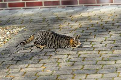猫 女性 准备跳 细心 猫脸 可爱的 家猫 家畜 动物 虎猫