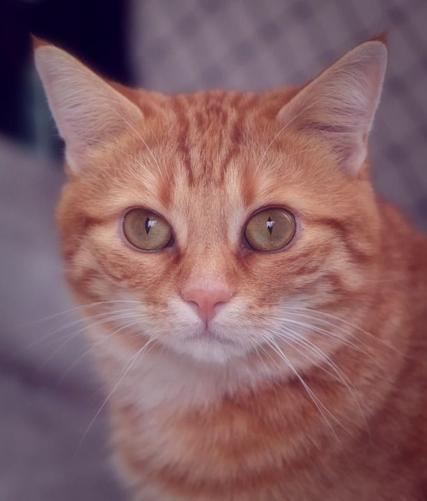 猫 宿醉 红色的 可爱的 鲭鱼 老虎 舒适 动物 家猫 毛皮