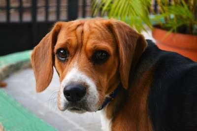小狗 竞赛 纯种 年轻 小 猎犬 搞笑 比格犬 狗 看 亲热