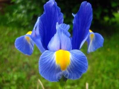 花 虹膜 紫色虹膜 春天的花朵 花瓣 春天 蓝色 黄色