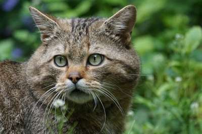 野猫 森林猫 捕食者 欧洲的 受保护 猫鼬