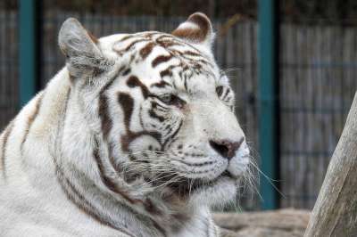 白虎 老虎 白色的 捕食者 大猫 动物园 稀有的