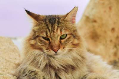 猫 长发 猫脸 鲭鱼 家猫 猫眼 猫肖像 头 关闭 肖像