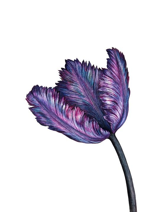 紫色的 郁金香 春天 花 水彩 艺术 绘画 开花 盛开 植物