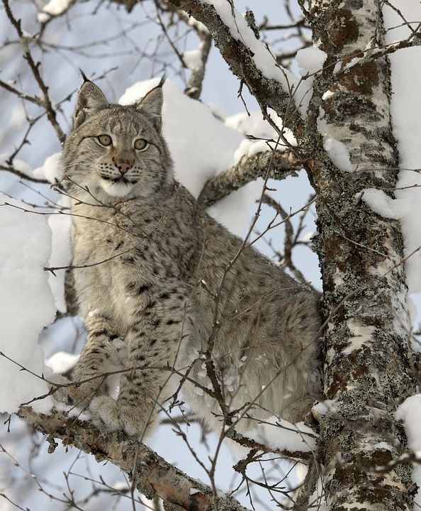 猞猁 雪 猫 自然 食肉动物 捕食者
