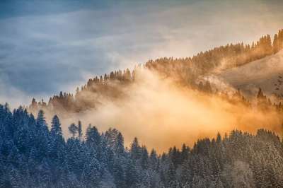 自然 景观 冬天 寒冷的 多雾路段 山 树木 阿尔卑斯山 荒野
