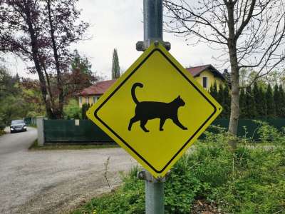猫 街道路标 警告 猫穿越 交通标志 小猫 危险 注意力 叉