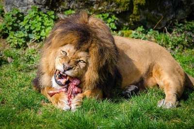 动物 大 大猫 犬类 食肉动物 喂食 凶猛 草 猎人 狮子