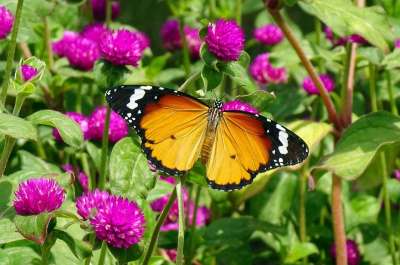 蝴蝶 普通老虎 昆虫 Danaus Chrysippus 花 苋菜