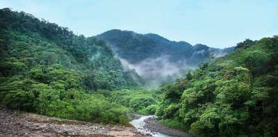 丛林 多雾路段 树木 绿色 雨林 热带 自然 灌木丛 植物