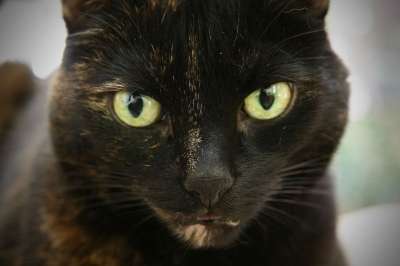 猫 家畜 玳瑁 猫眼 猫脸 家猫