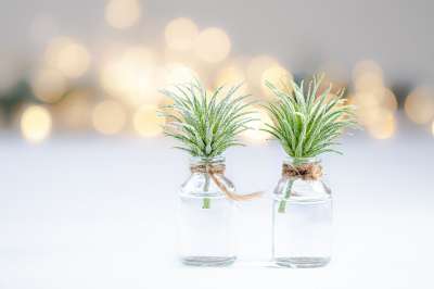 植物 散景 特写 自然 背景 玻璃 玻璃 花瓶 装饰 植物学