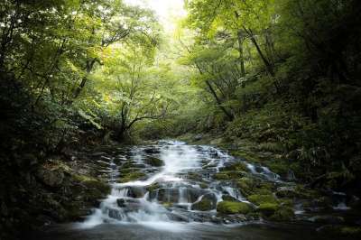 溪 河 瀑布 森林 景观 山间溪流