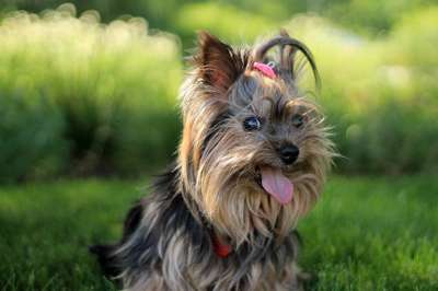 梗犬 狗 可爱的 小狗 宠物 犬类 舌头 动物 品种 国内的