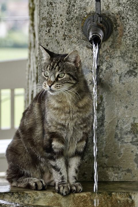 猫 蒂格特 老虎 毛皮 可爱的 眼睛 口渴 水 喷泉 喝 舔