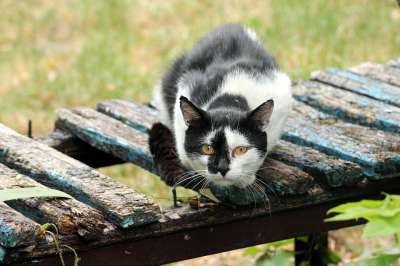 猫 达乔维茨 动物 雄猫 性质
