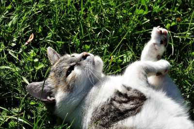 猫 俏皮的 家畜 可爱的 家猫
