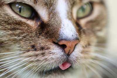 猫 宿醉 猫的舌头 猫脸 晶须 宠物 鲭鱼 动物世界