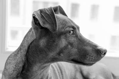 狗 品种 纵向 眼睛 纯种 短毛猎犬 动物 家庭宠物 注意力