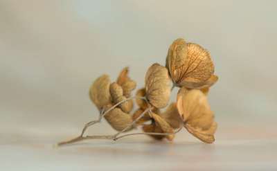 绣球花 开花 短暂的 自然 干的 干涸 静物 绣球花 干涸