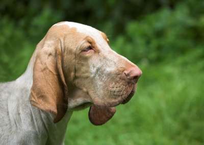 狗 猎犬 动物 甜的 可爱