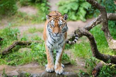 老虎 纽伦堡 蒂尔加滕 动物园 关闭 猎人 食肉动物 看法