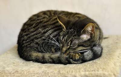 猫 轻松 鲭鱼 动物收容所 动物福利 家猫 动物 可爱的 说谎