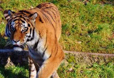老虎 大猫 捕食者 野猫 虎头 舌头 危险的 高贵 大华