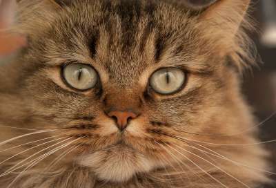 猫 猫科动物 胡子 家畜