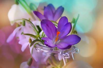 番红花 雪花莲 山谷里的百合 白色的 紫色的 紫色 花 植物