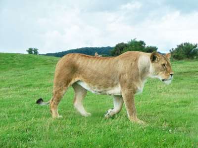 狮子 母狮 女性 中药利奥 猫 哺乳动物 猫科动物 荒野 大猫