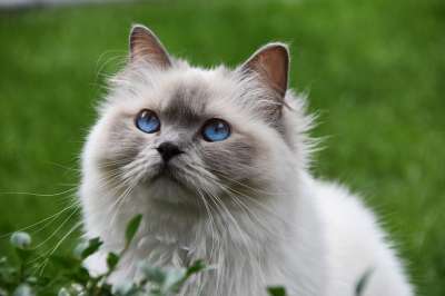 猫 宠物 蓝眼睛 毛皮 毛茸茸的 胡须 花园 绿色花园 绿眼睛