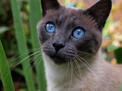 猫 暹罗 宠物 动物 蓝眼睛