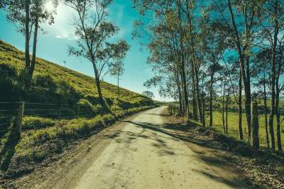 树 路 景观 走道 森林 林地 户外 草 小路 环境 天气