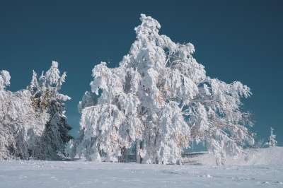 冬季景观 树 山毛榉 被雪覆盖 冬天 寒冷的 冰冷的 霜