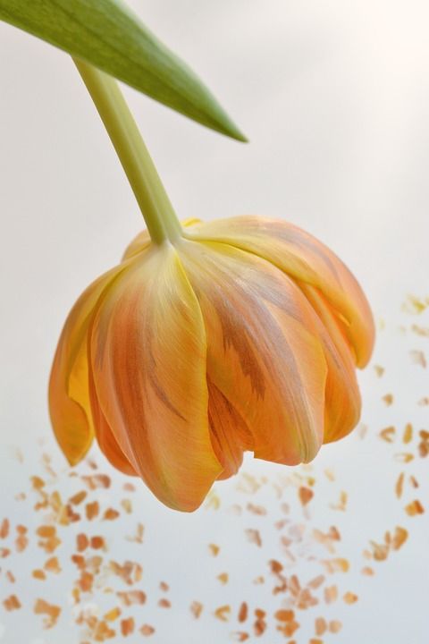 花 郁金香 橙色的 开花 花瓣 橙花 橙色春天的花朵 春天的花朵