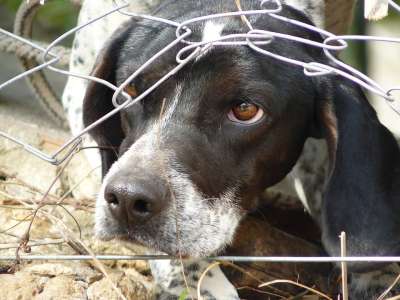 不是 恐惧 锁定 班多犬 动物 动物福利 头 野生动物 威胁犬