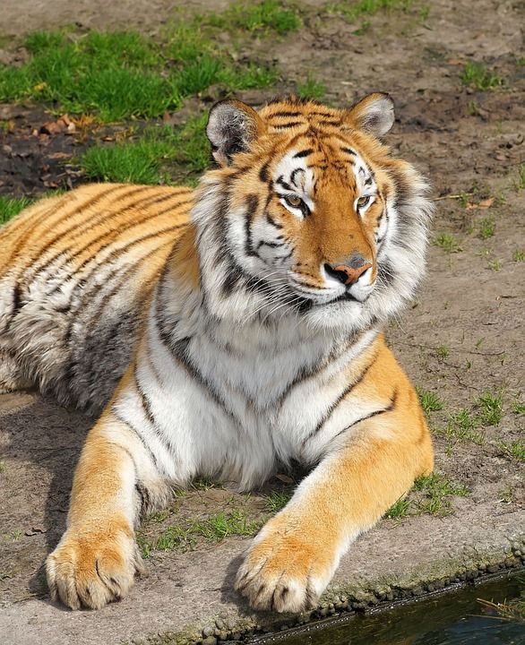 老虎 大猫 捕食者 野猫 高贵 升华 大华 恢复 休息时间
