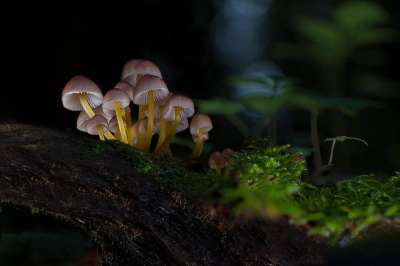 蘑菇 海绵 小蘑菇 森林蘑菇 落下 木耳 光盘真菌 苔藓