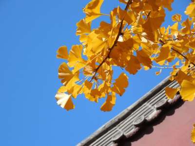 银杏 树叶 落下 秋天 金的 黄色 寺庙 屋顶 佛教徒 天空